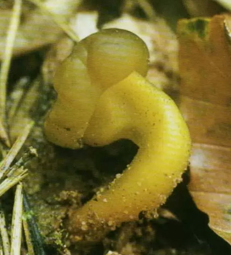    Leotia lubrica